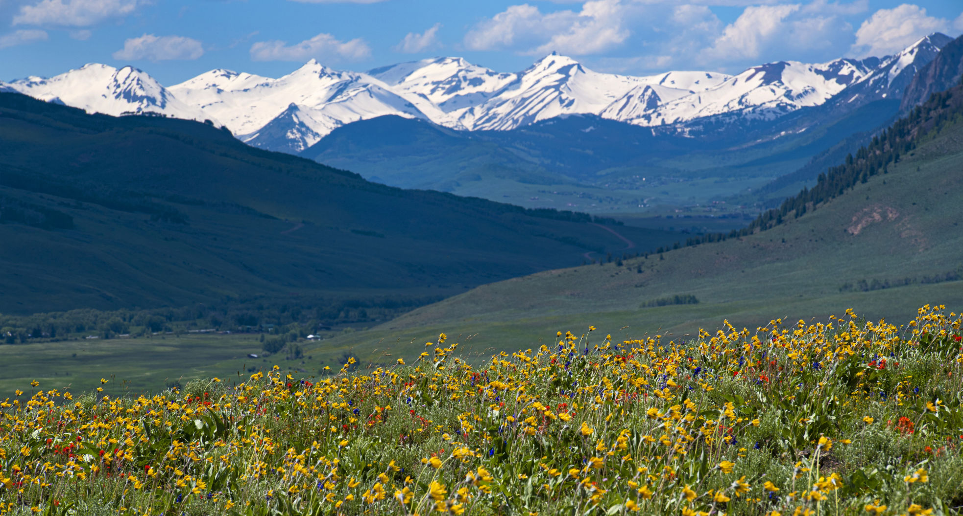 06_27_19 wildflowers0273.jpg